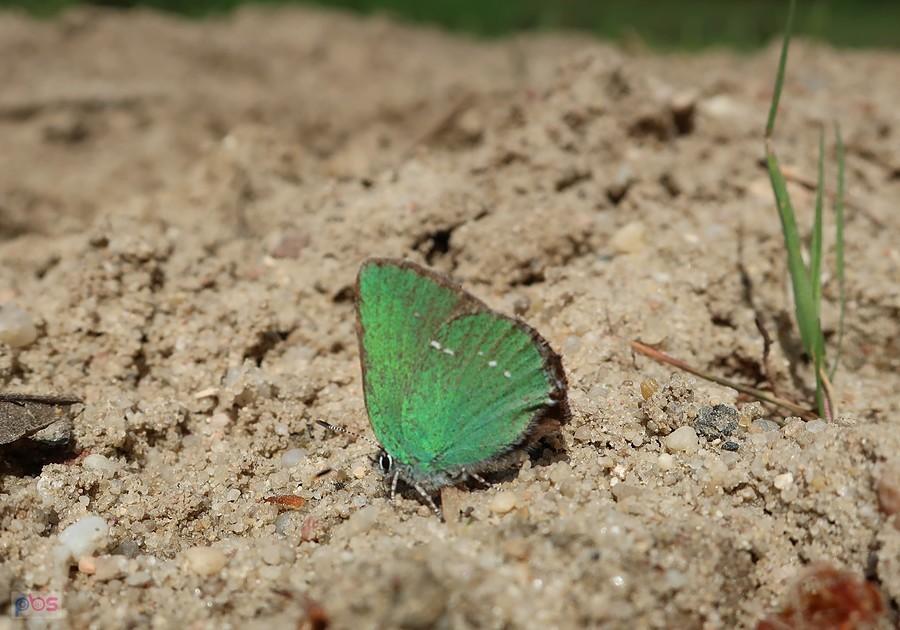 Zieleńczyk ostrężyniec