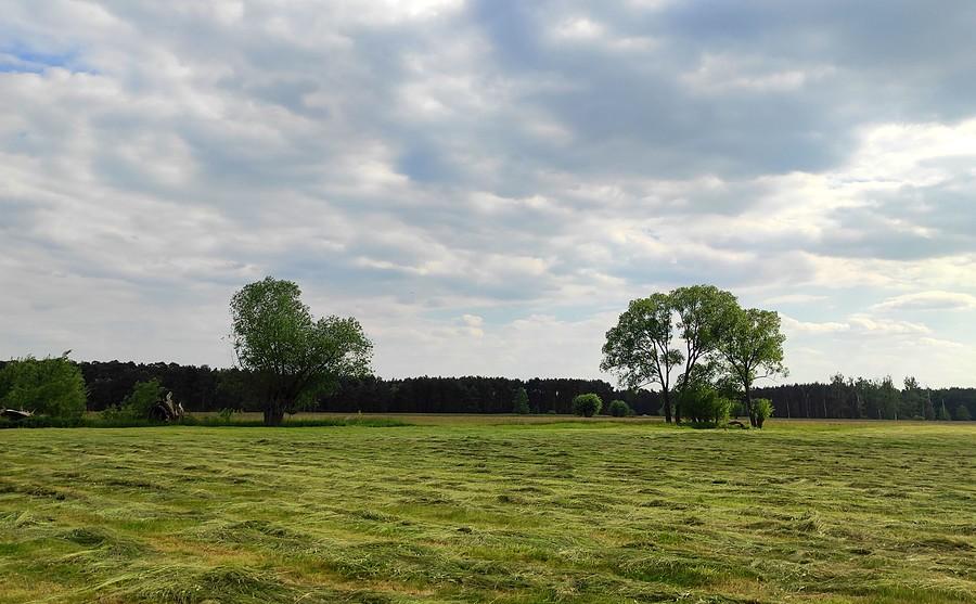 Wielkopolska w klimatycznym wydaniu, Radzewice