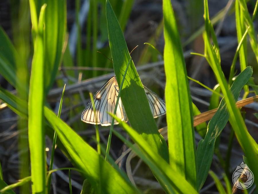 S.lineata nieśmiale pozuje