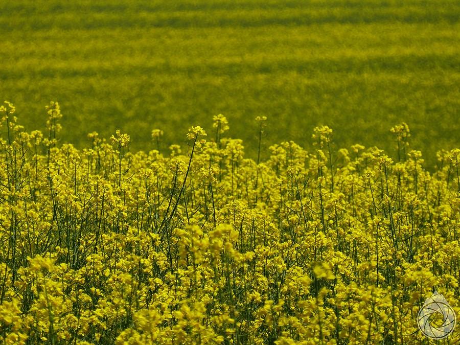 rzepaki powoli blakną w słońcu