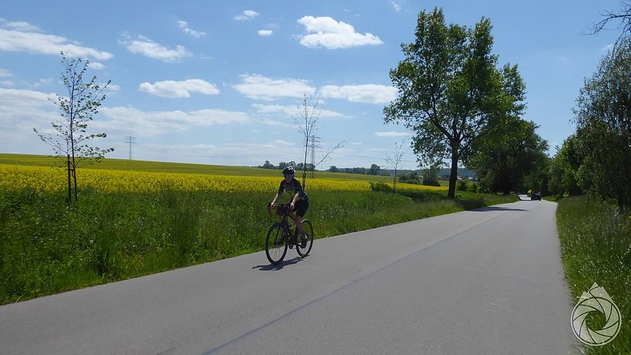 pod i koło rzepaków