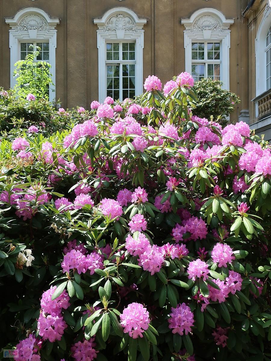 Rododendrony w kochcickim parku