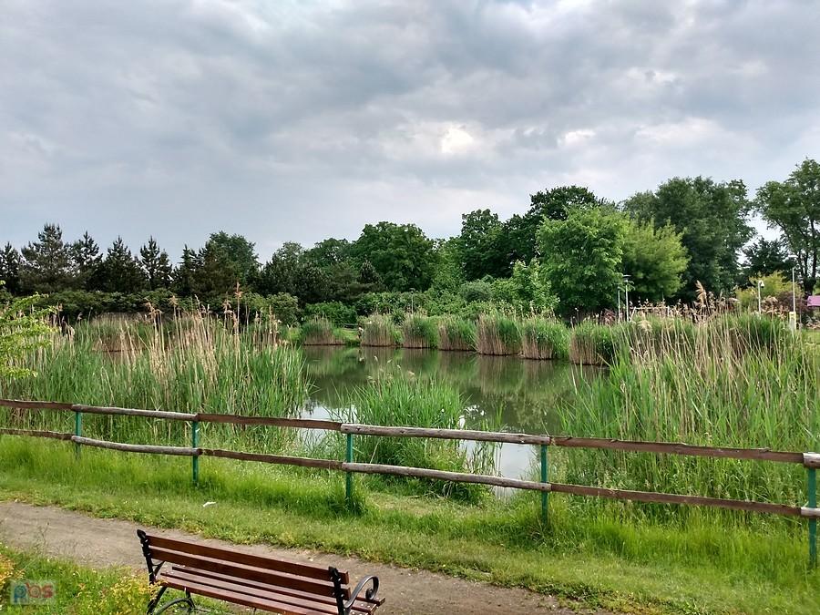 Staw w Borzęcinie