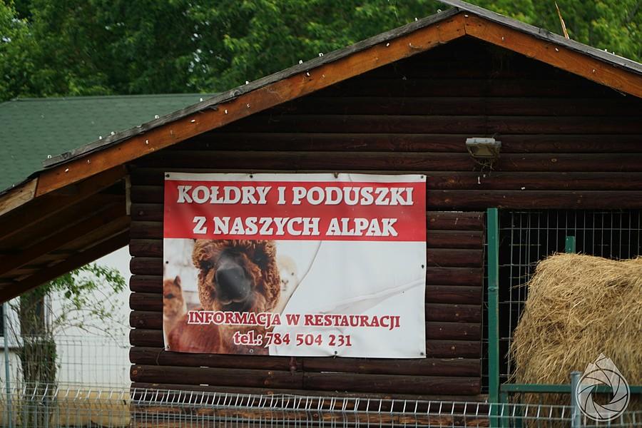 w opolskiem z alpak robią poduszki