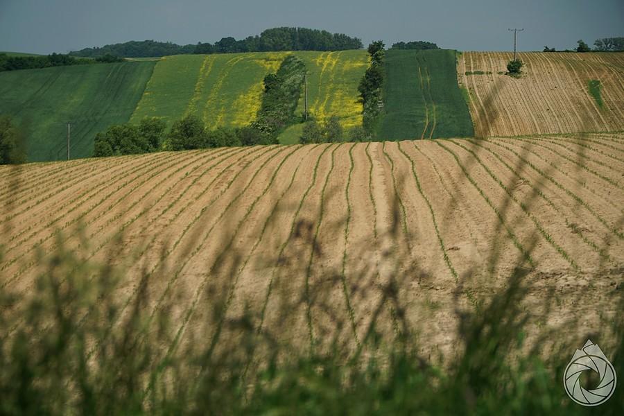 fajne pola milicka