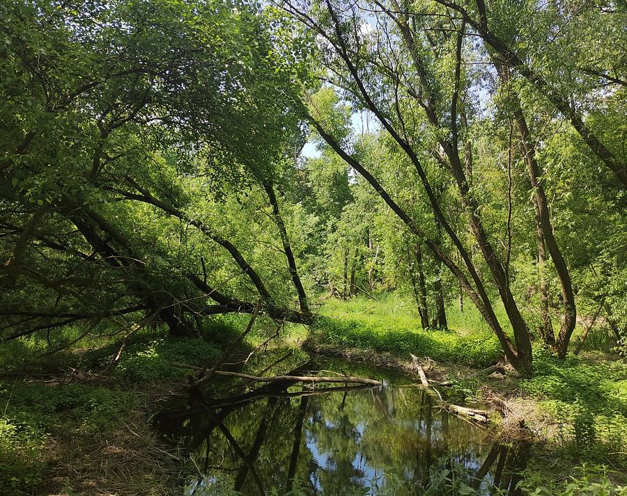 Kanałek w okolicach Komornik