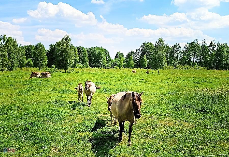 Konie duże i małe