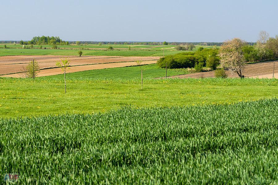 Wyszki - Zawadka
