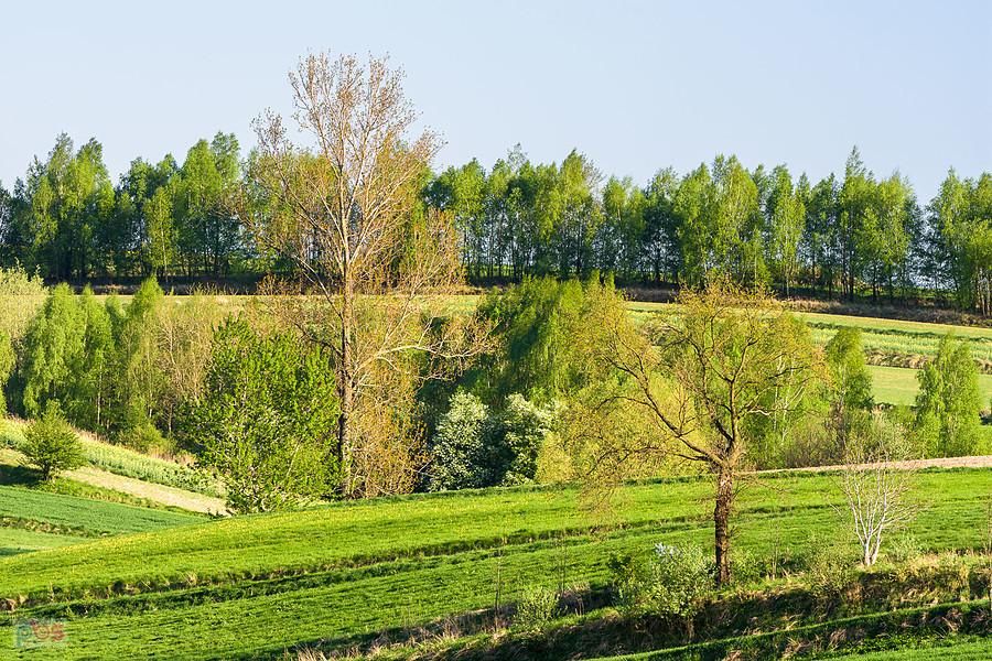 Sokolniki