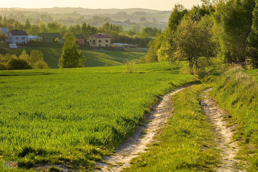 Dzibice