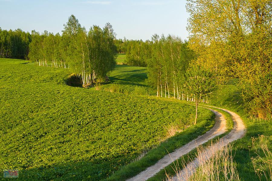 Dzibice