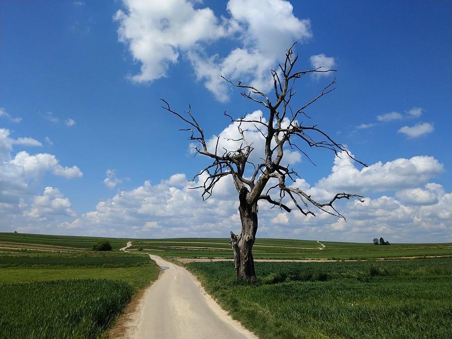Drzewiec na białej drodze