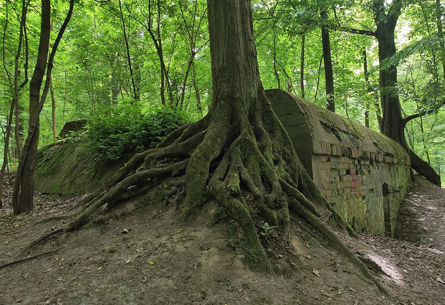 Natura tak łatwo się nie podda!, Las Dębiński, Poznań