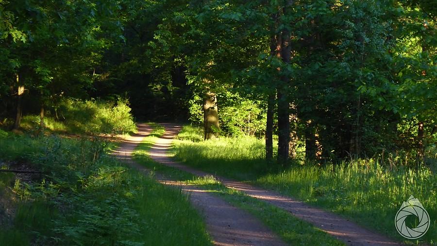 leśny dukt nad stawami