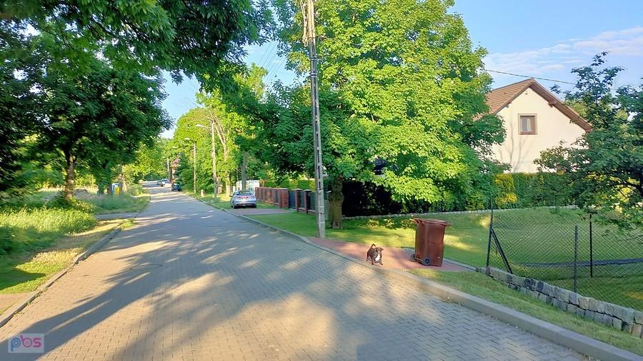 Cicho na na Lubuskiej, tylko te psy...