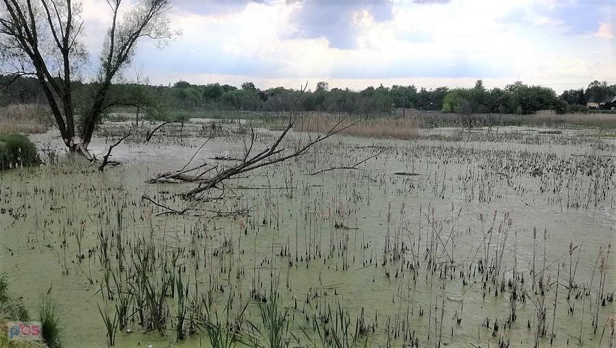 Wild nature w środku miasta. Rozlewisko - bagnisko zostało skolonizowane przez jakiś gatunek mewy.