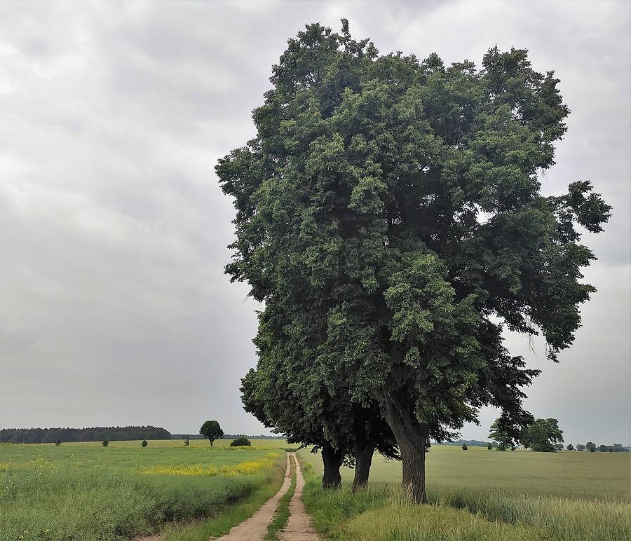 Pochmurne klimaty w Lisówkach