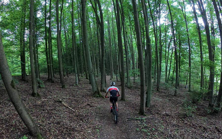 MTB między drzewami, pełne skupienie