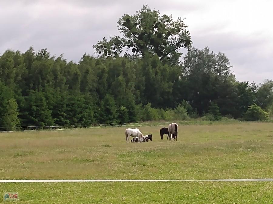 Konie na pastwisku