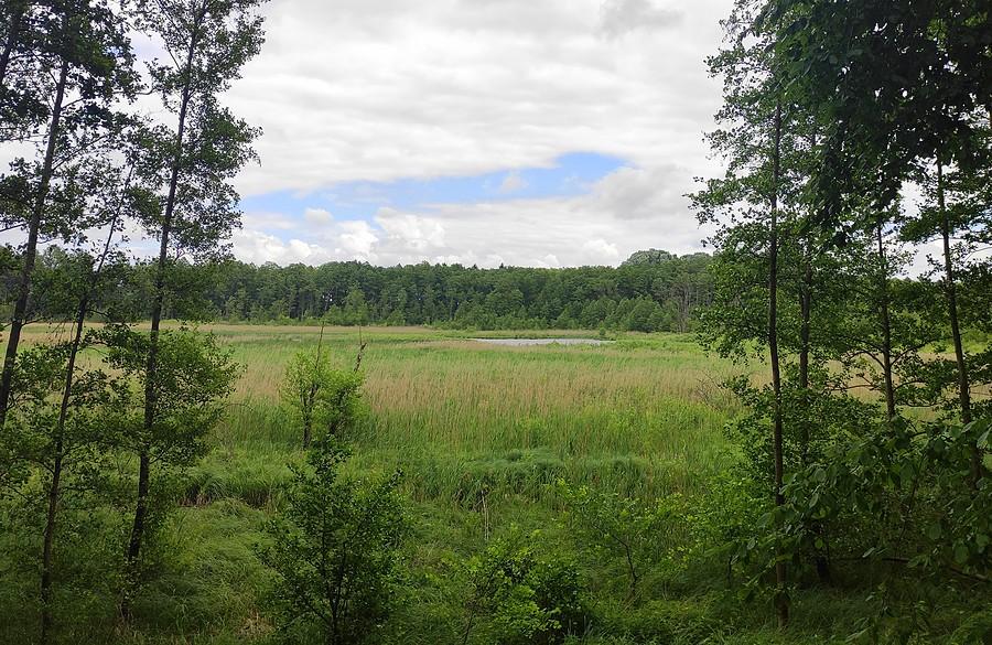 Trzcielińskie bagna