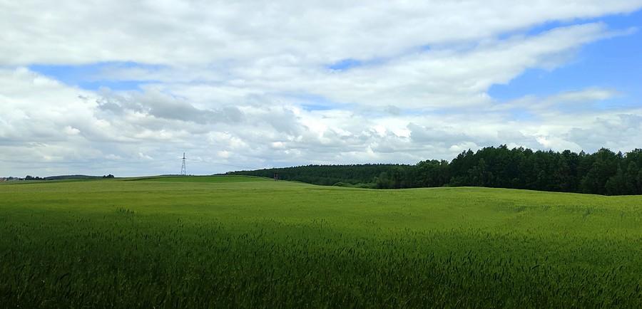 Falujące pola