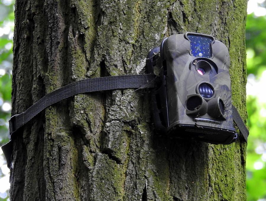 Kamera pilnująca wieży widokowej na bagnach