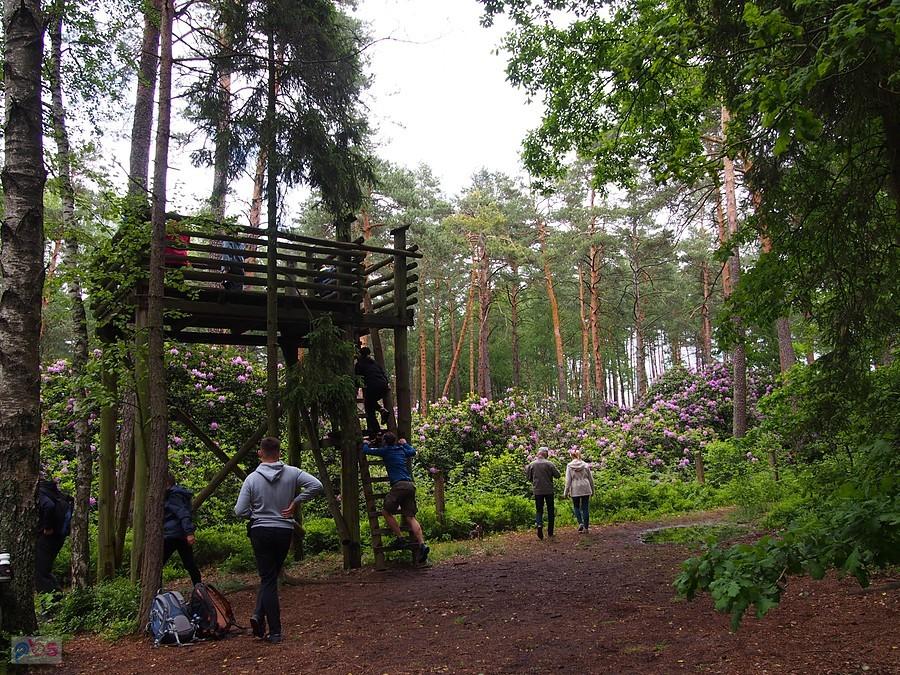 Rezerwat rododendronów w Pawełkach