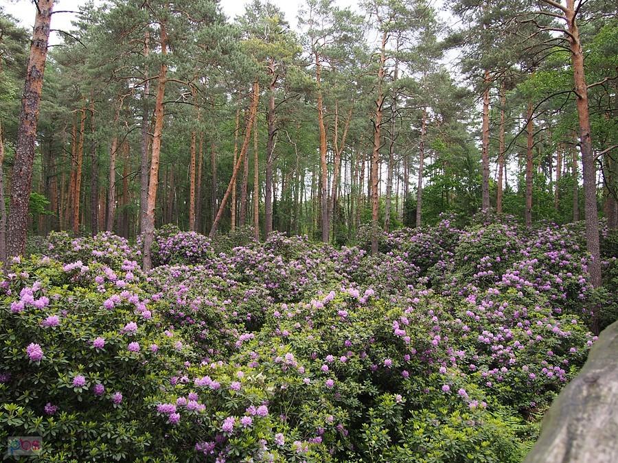 Rezerwat rododendronów w Pawełkach