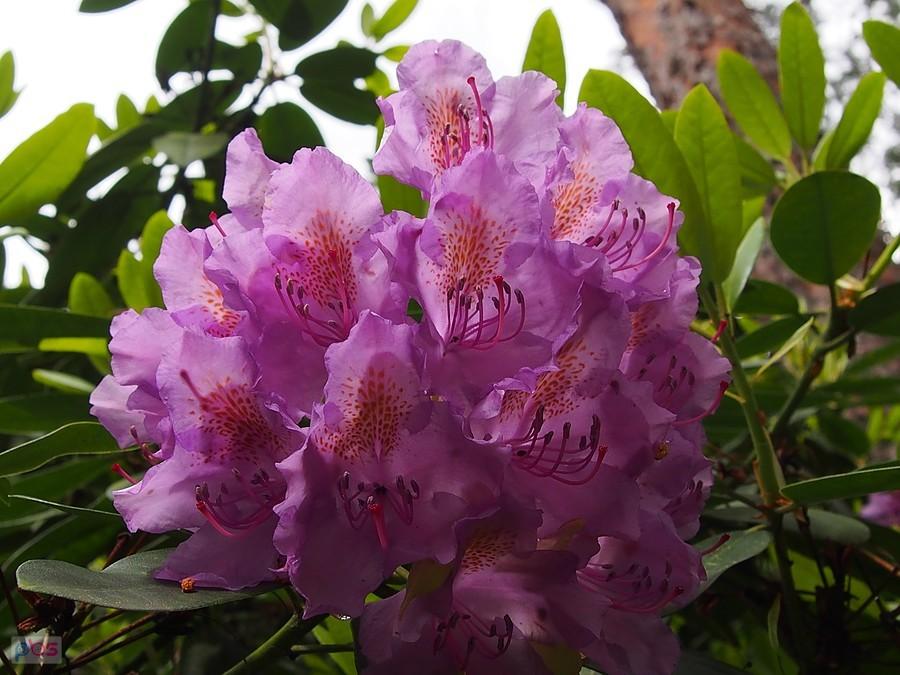 Rododendron