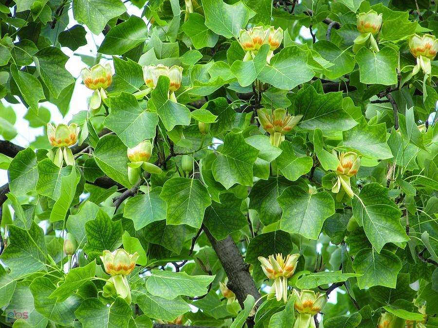 Tulipanowiec obsypany kwiatami