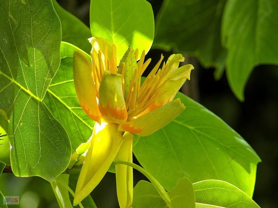 Tulipanowiec amerykański to kuzyn magnolii, należą do jednej rodziny - Magnoliaceae