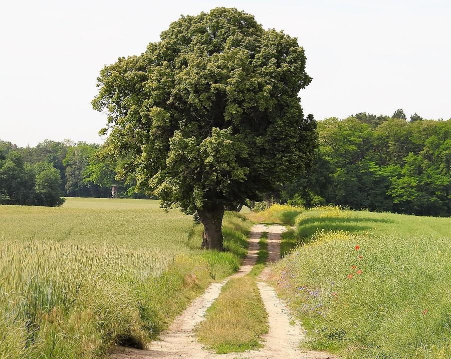 Ulubiony widok w Lisówkach