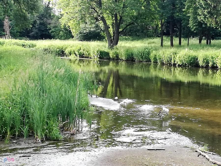 Mewy na piaszczystym odsypisku Jeziorki