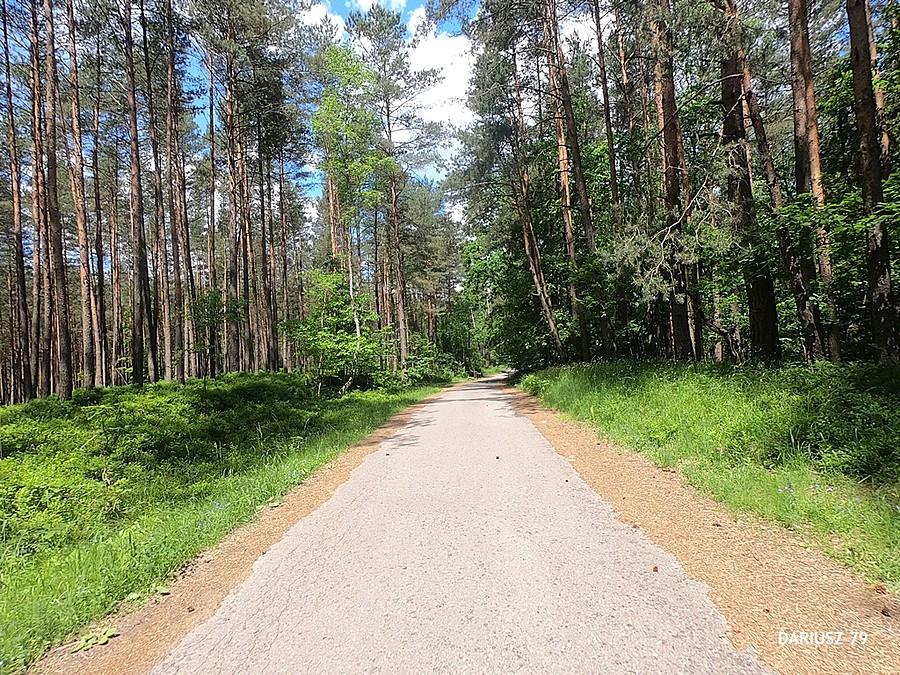 Puszcza Dulowska