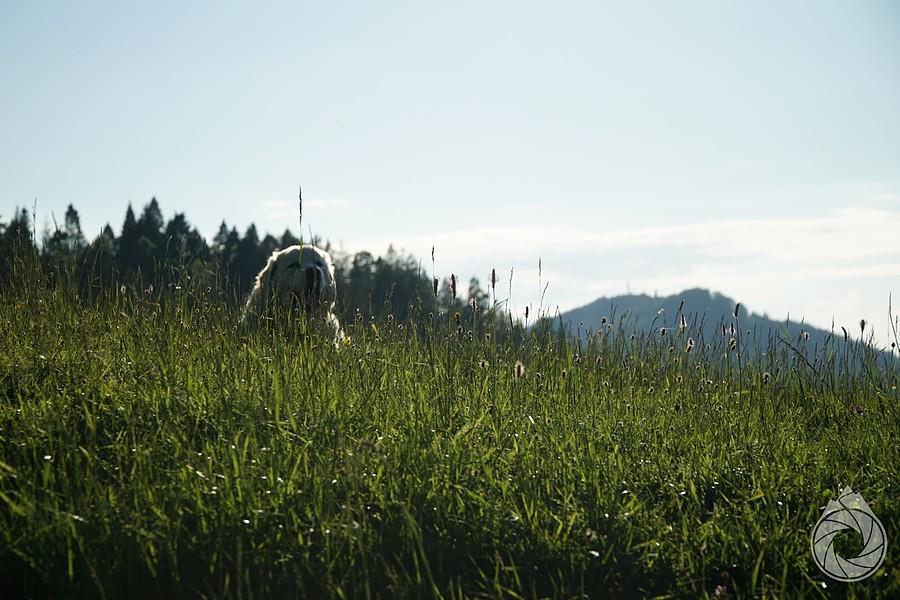 pasterski tygdys na straży łowiecek