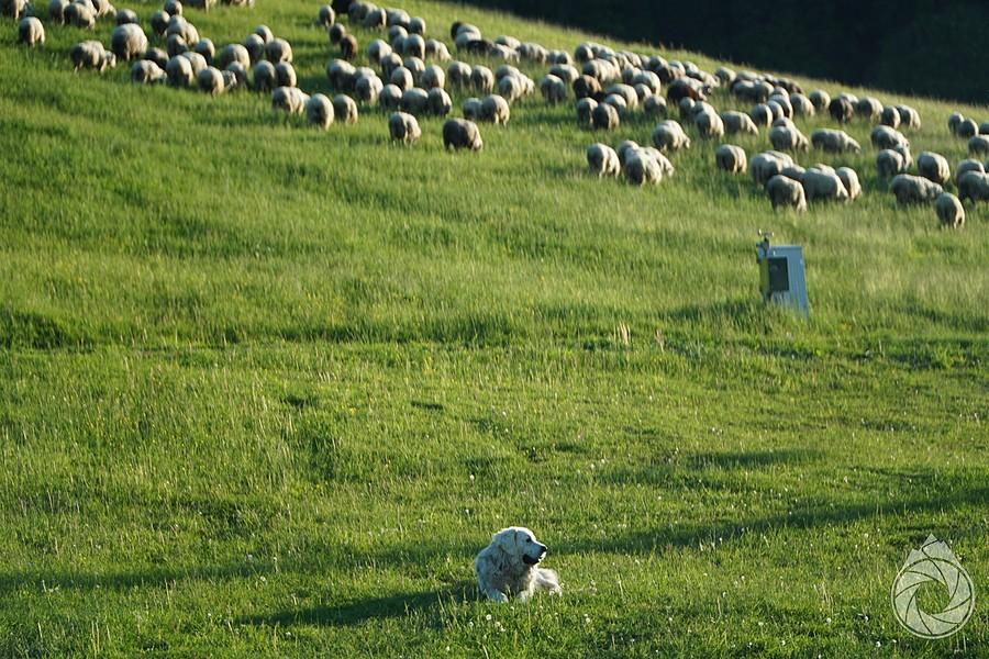 pilnowanie stada na siedząco