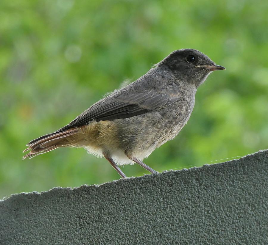 Kopciuszek