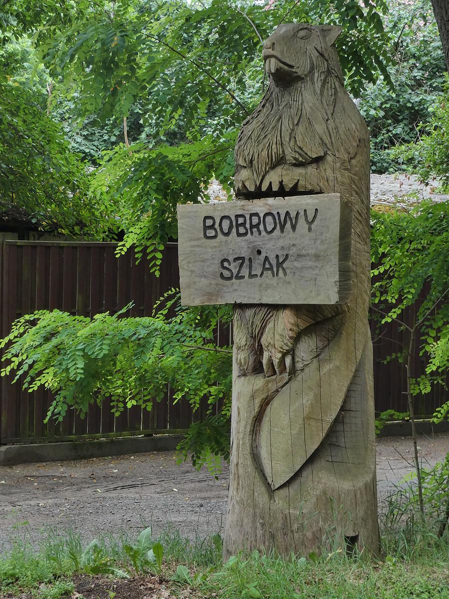 Bóbr w Nowym Młynie