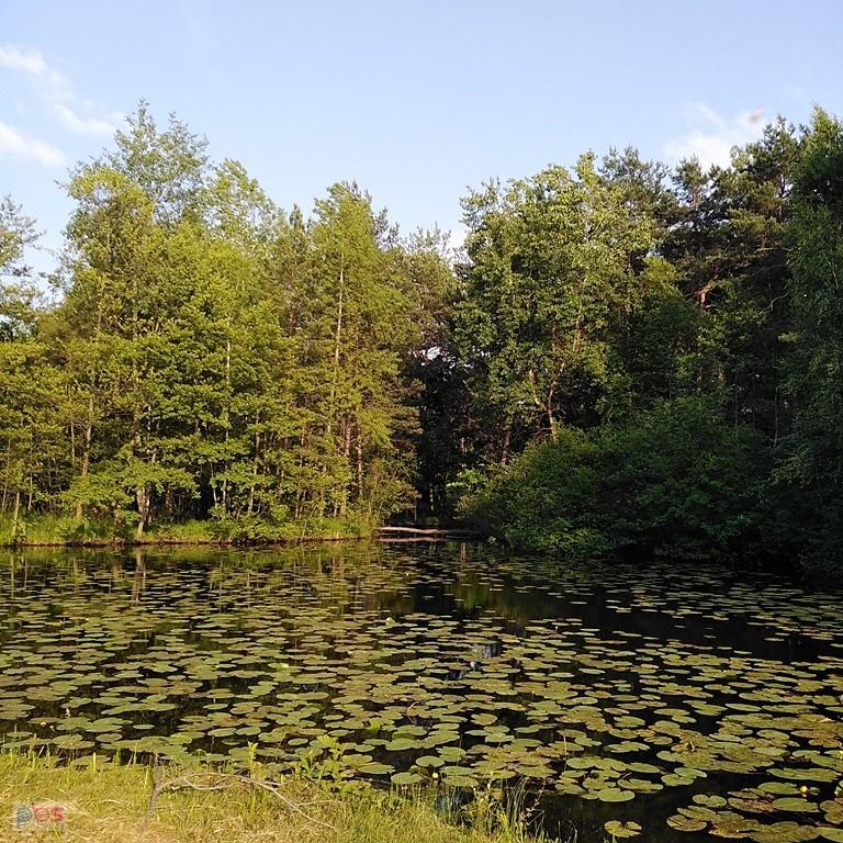 zielono