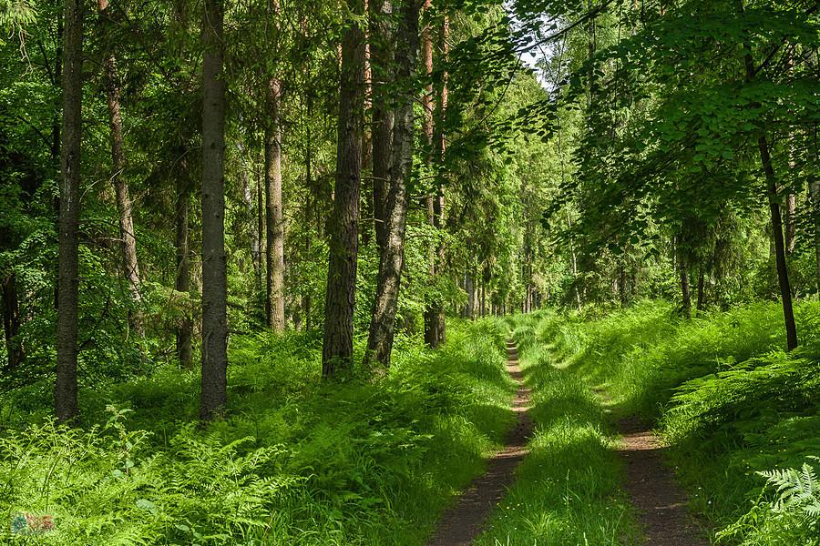 Droga w pobliżu zespołu przyrodniczo-krajobrazowego "Pasieki" - Miasteczko Śląskie