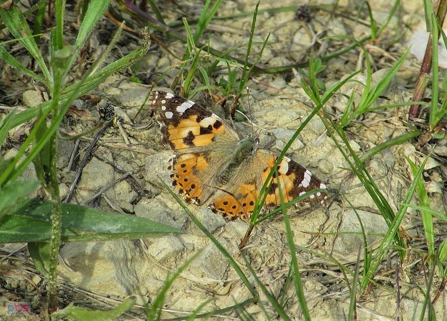 Rusałka osetnik motyl dalekiego zasięgu