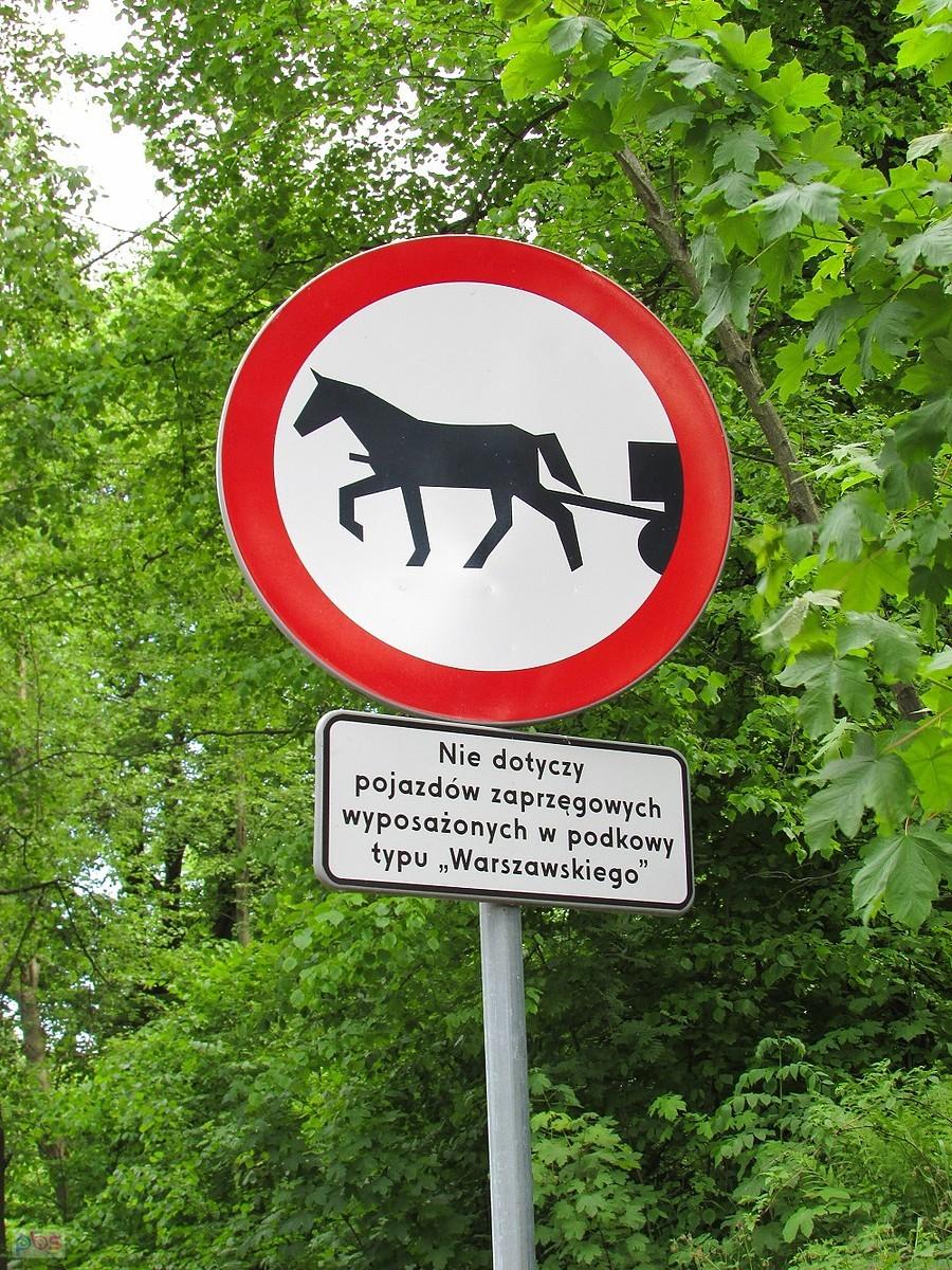 Koń w trampkach