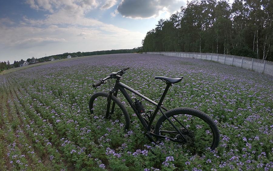 Troszkę fioletowego akcentu w drodze powrotnej