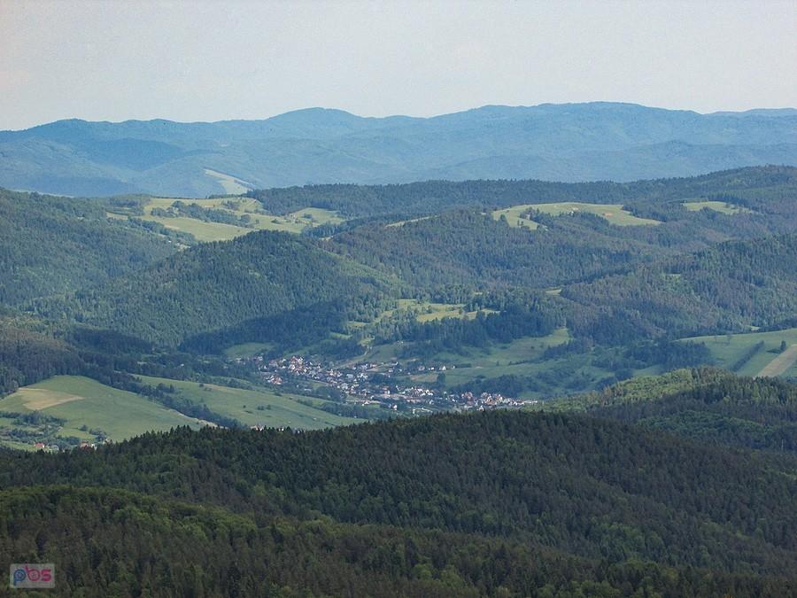 Szczawnik rozłożył się w dolince