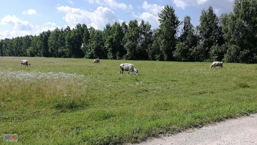 Przywykłem do tego ,że jak krowa to tylko czarno biała holenderka, a tu na łąkach Mazowsza spotkałem jakieś rasy "albinotyczne"