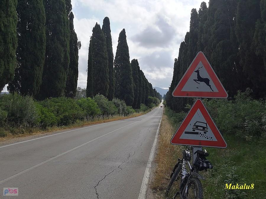 Bolgheri, aleja cyprysowa
