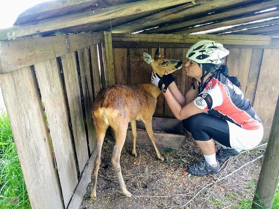 Kobieta w kasku głaszcze jelenia w zagrodzie