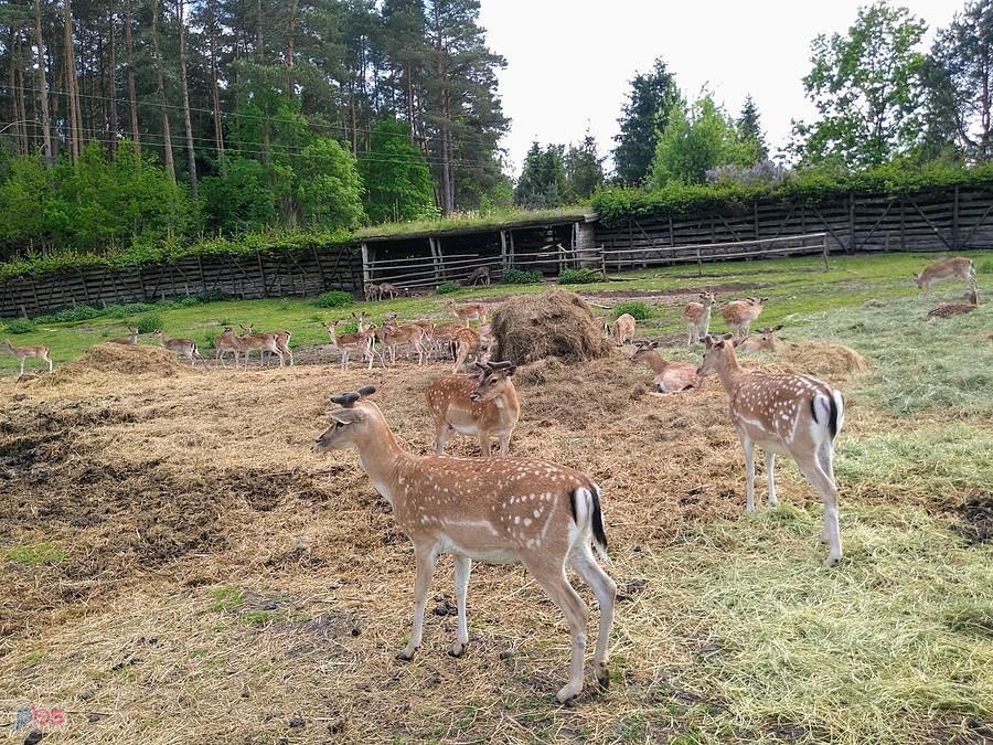 Park Dzikich Zwierząt-Kadzidłowo