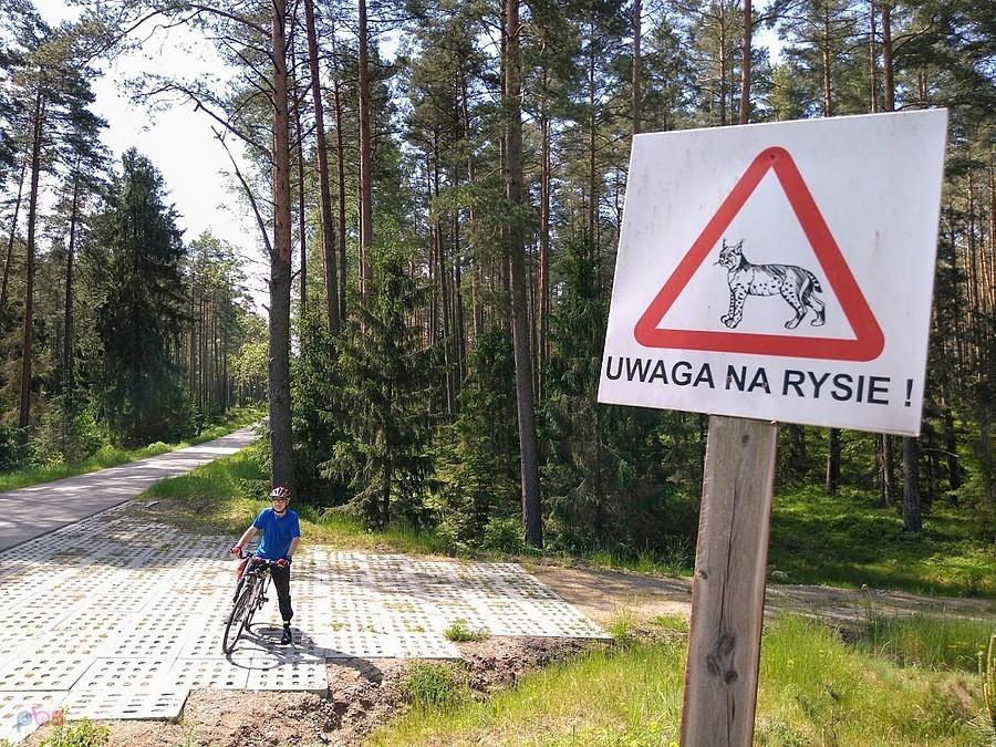Uwaga na rysie! Leśna trasa rowerowa