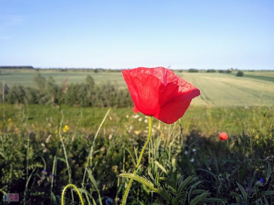 Kociewskie pole